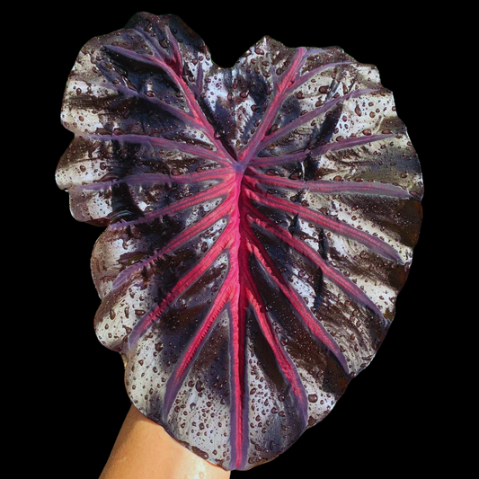 Colocasia The King (PRE-ORDER)