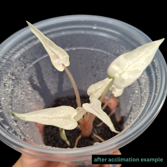 TC Kit - Alocasia Bambino Albo Variegated - B Grade (PRE-ORDER)
