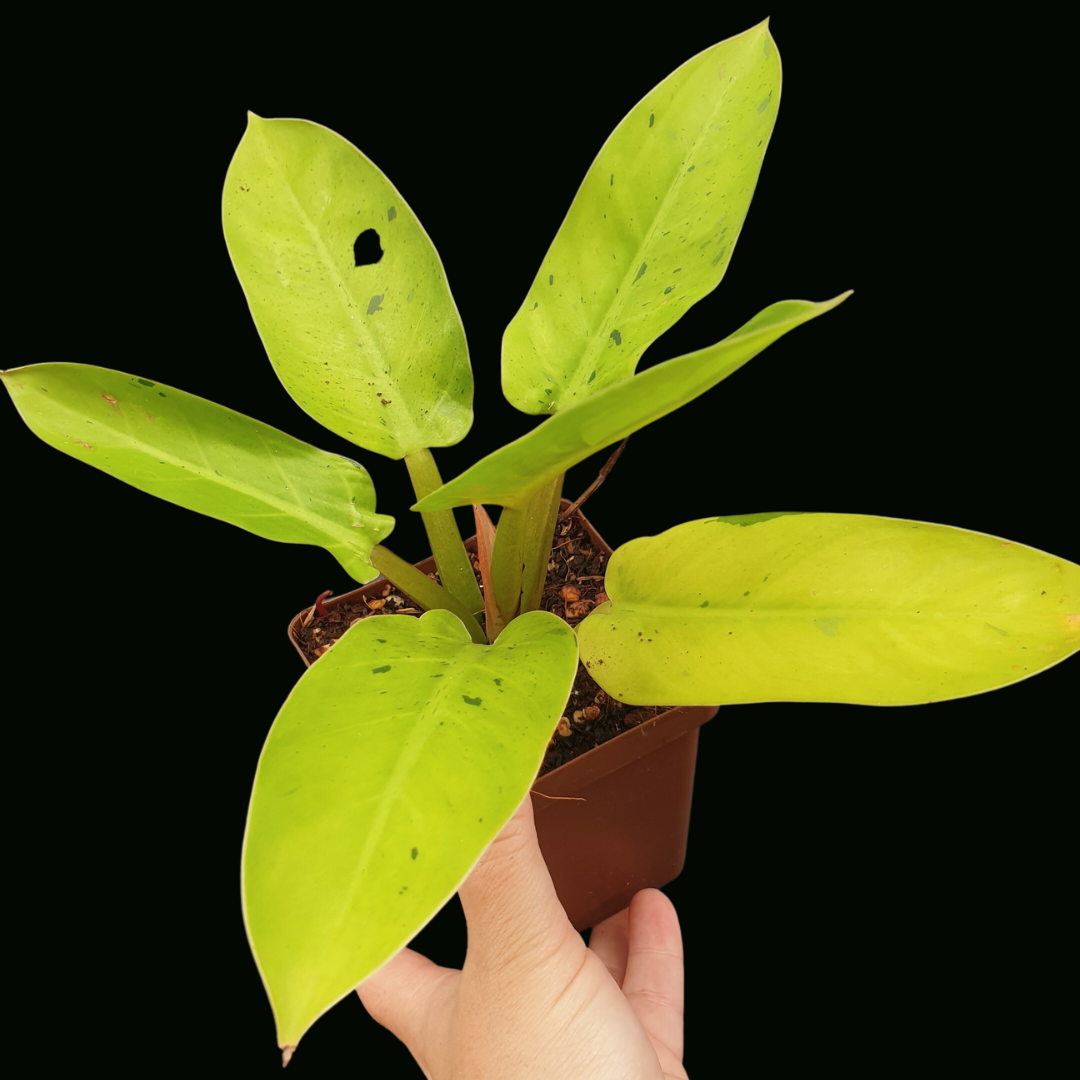 Philodendron Ruaysap / Rui Sup  - Plant J6a