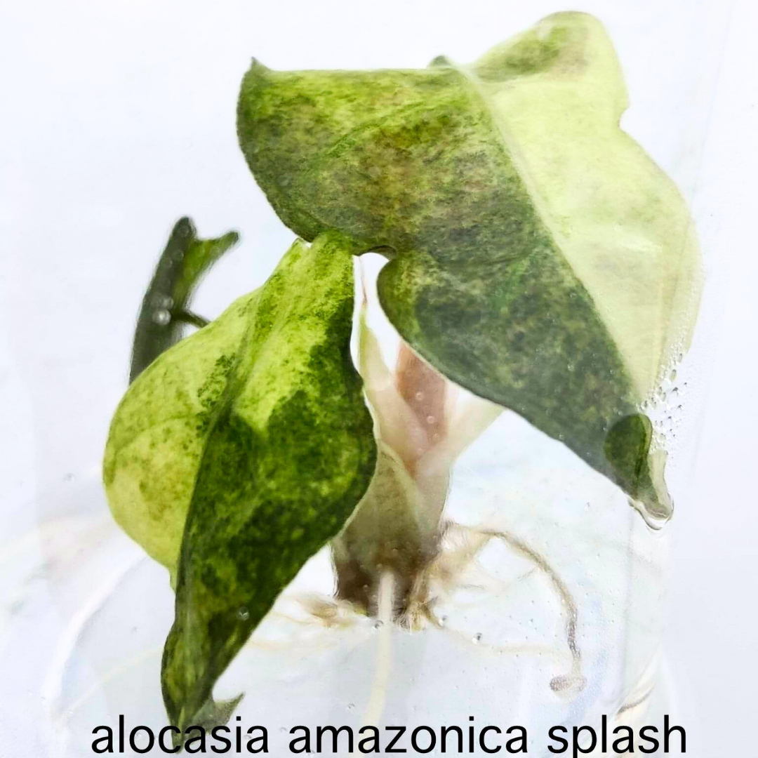 Alocasia Amazonica Splash Tissue Culture (PRE-ORDER)-TC06