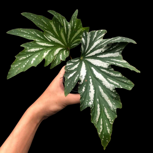Begonia Hybrid 207 (PRE-ORDER)