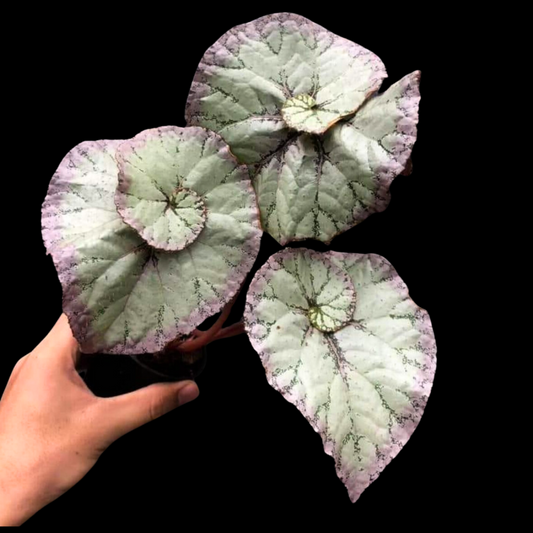 Begonia Hybrid 210 (PRE-ORDER)