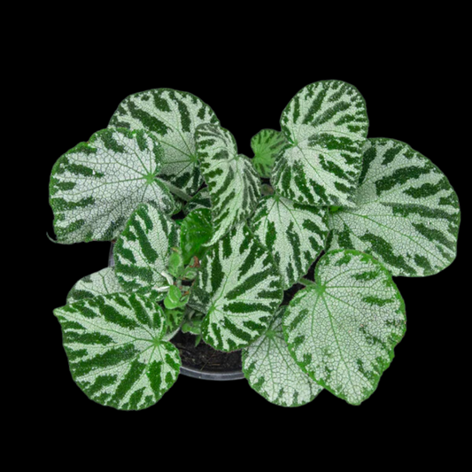 Begonia Imperialis (PRE-ORDER)-JUL079