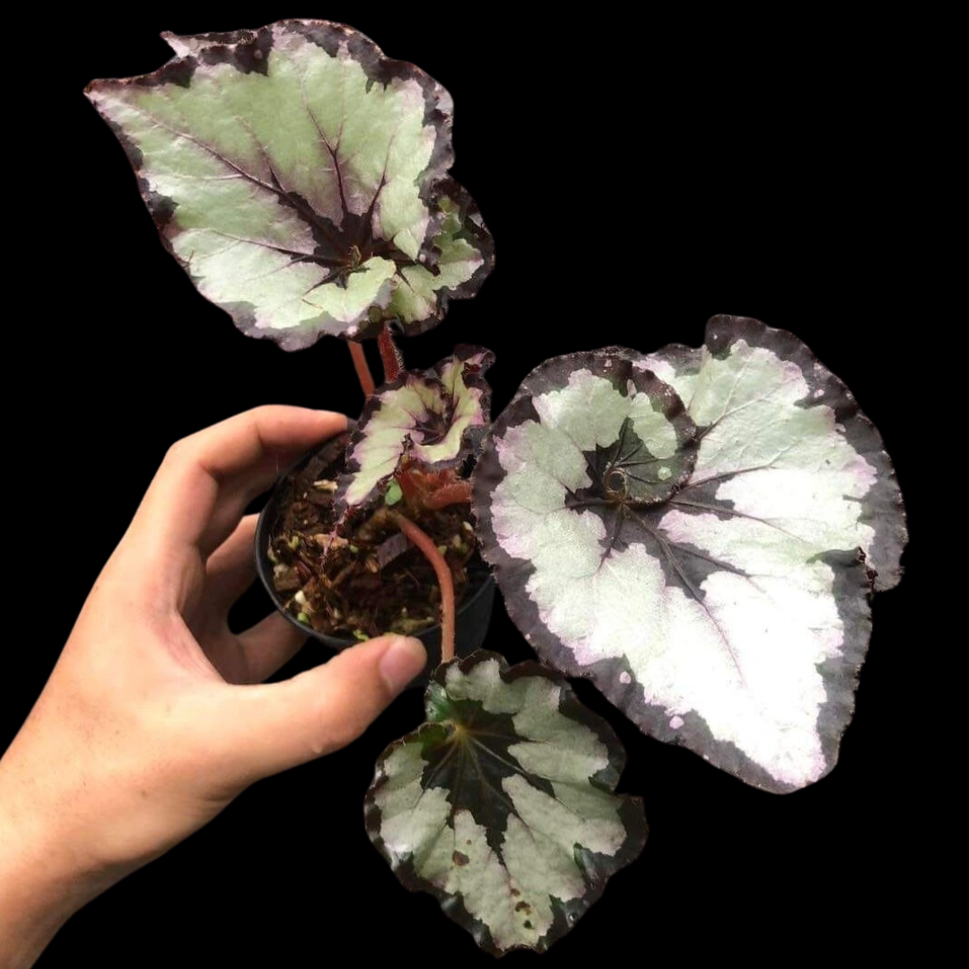 Begonia Sardanna (PRE-ORDER)-JUL134