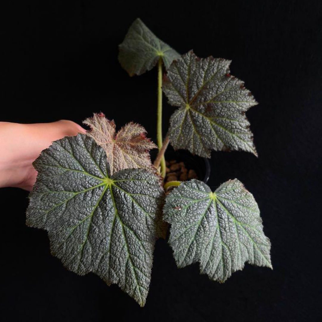 Begonia Speculata (PRE-ORDER)-JUL153