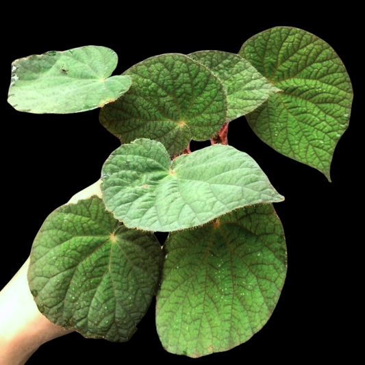 Begonia U521 (PRE-ORDER)