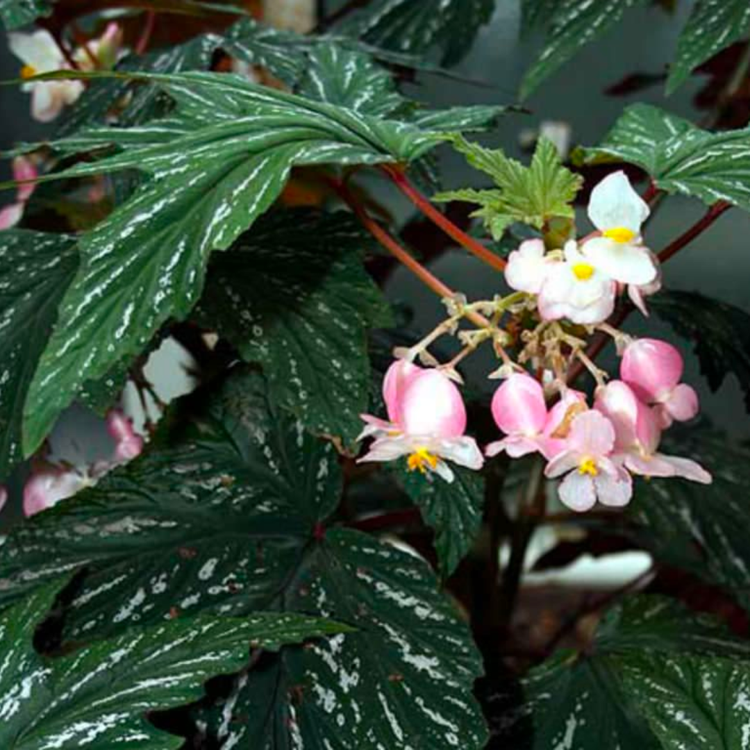 Begonia Aconitifolia (PRE-ORDER)-JUL003