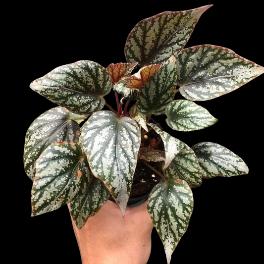 Begonia Jolly Silver (PRE-ORDER)-JUL084