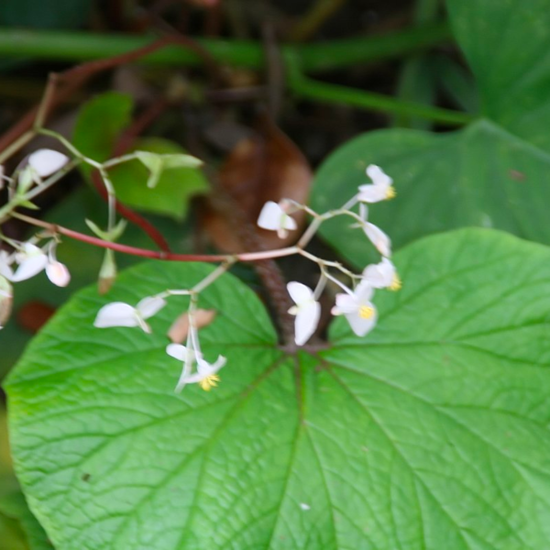 Begonia Paleata Green Stem (PRE-ORDER)-JUL111