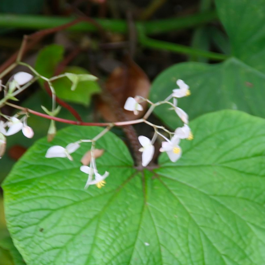 Begonia Paleata Green Stem (PRE-ORDER)-JUL111