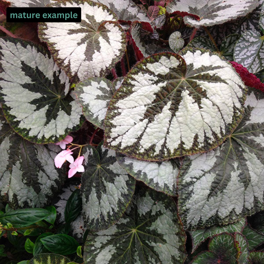 Begonia Silver Queen (PRE-ORDER)-JUL138