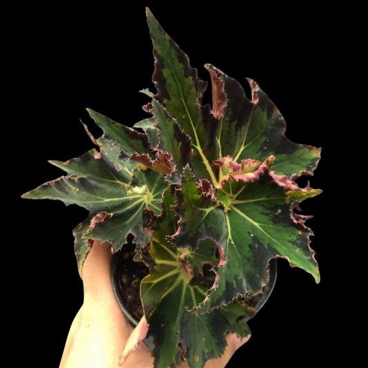 Begonia Tiger Military Green (PRE-ORDER)-JUL161