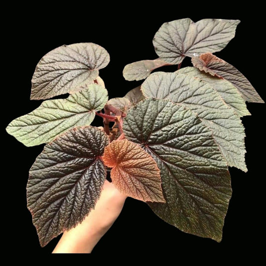 Begonia Bachiensis (PRE-ORDER)-JUL011