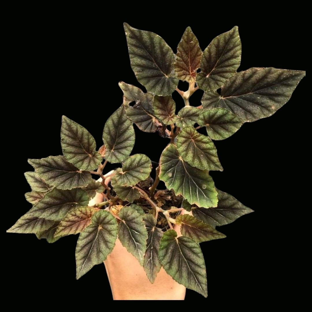 Begonia Bartonea (PRE-ORDER)-JUL013