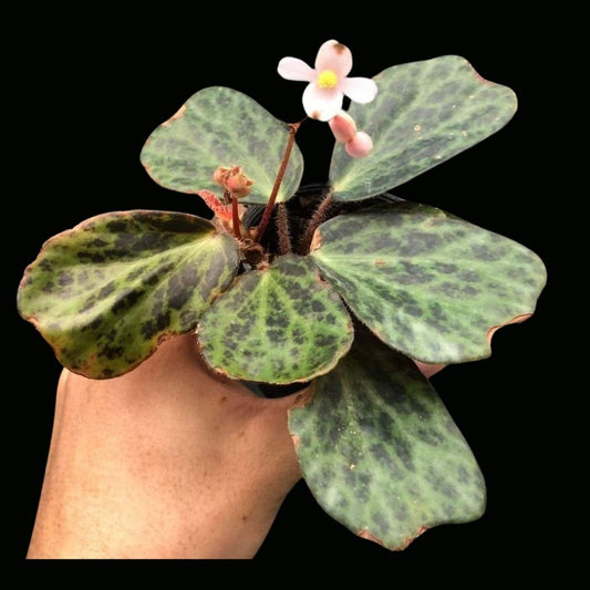 Begonia Blancii Mottled (PRE-ORDER)