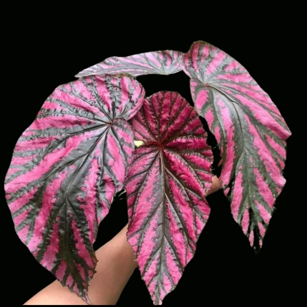 Begonia Brevirimosa Subsp Exotica Pink (PRE-ORDER)-JUL025