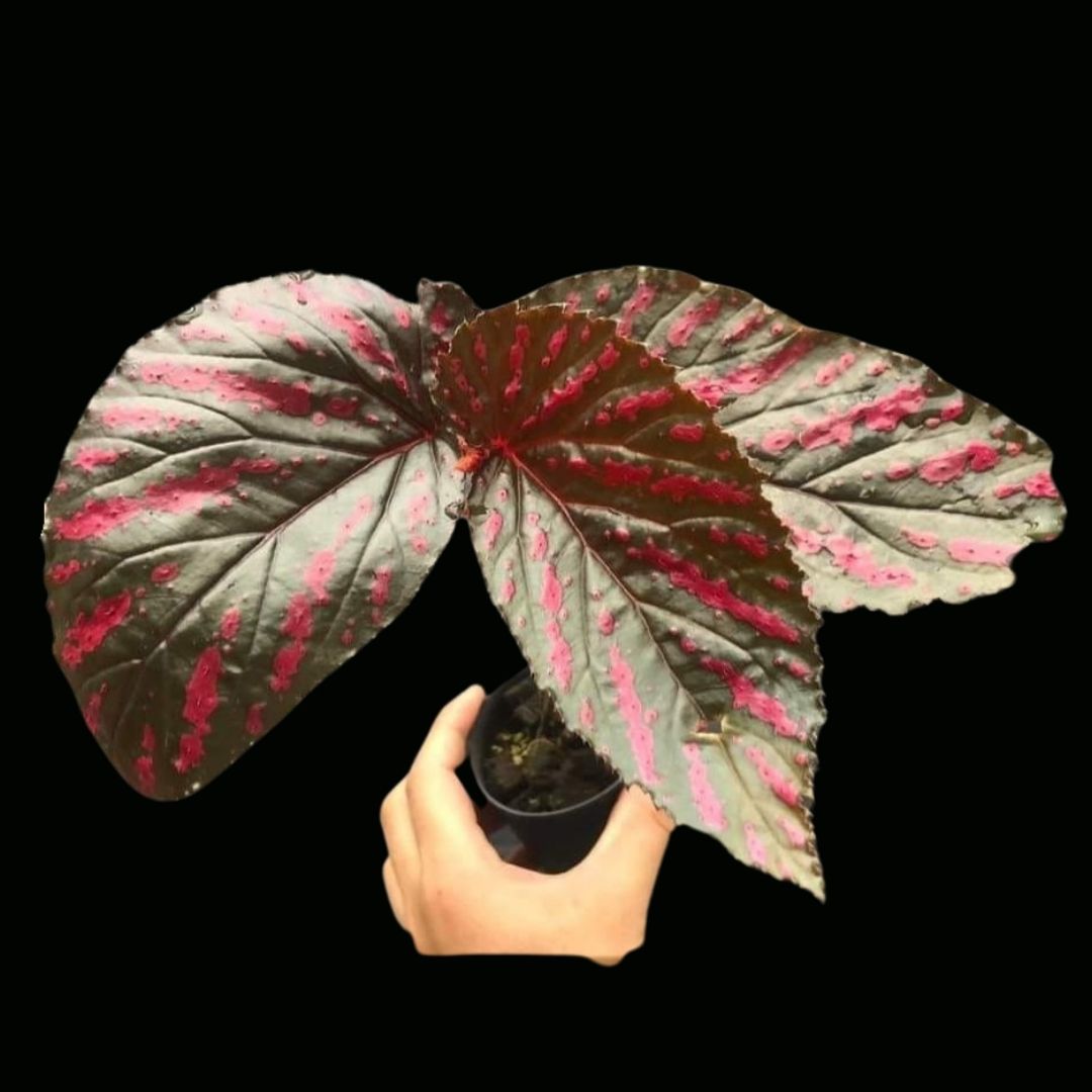 Begonia Brevirimosa Red (PRE-ORDER)-JUL024