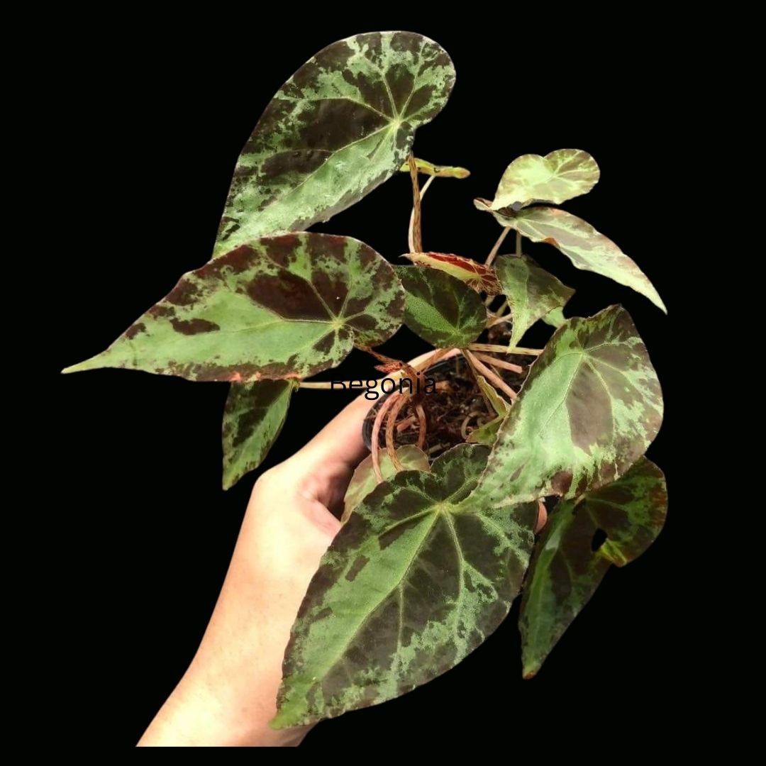 Begonia Burkillii Sp (PRE-ORDER)-JUL027