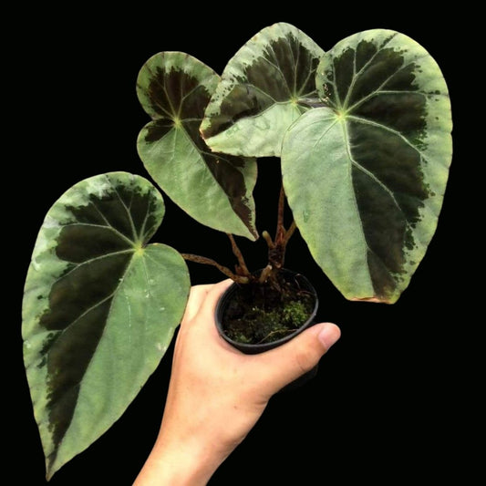 Begonia Burkillii Silver Edge (PRE-ORDER)-JUL026