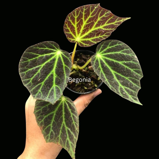 Begonia Chloroneura SP. (PRE-ORDER)-JUL032