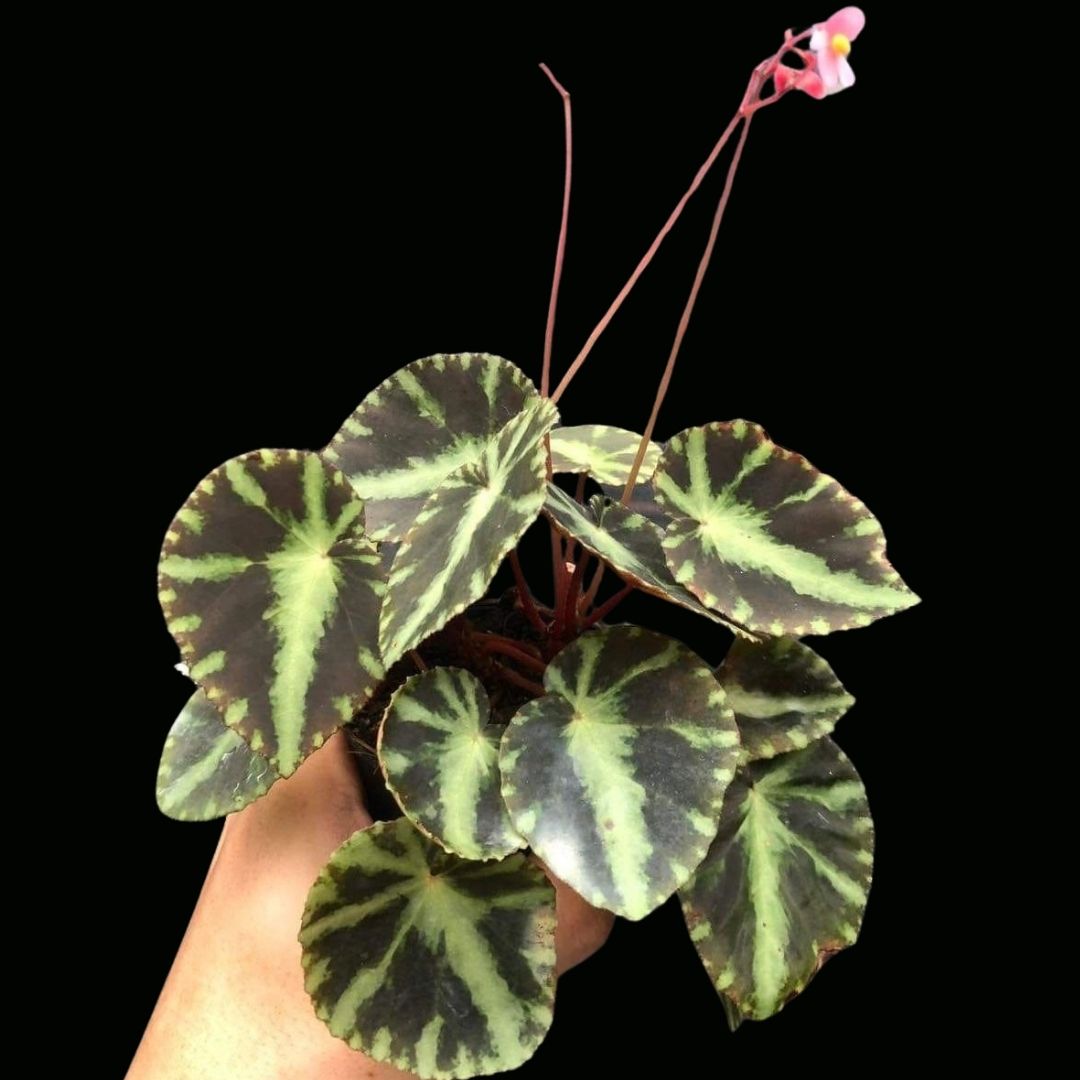 Begonia Cleopatrae Sp (PRE-ORDER)-JUL034