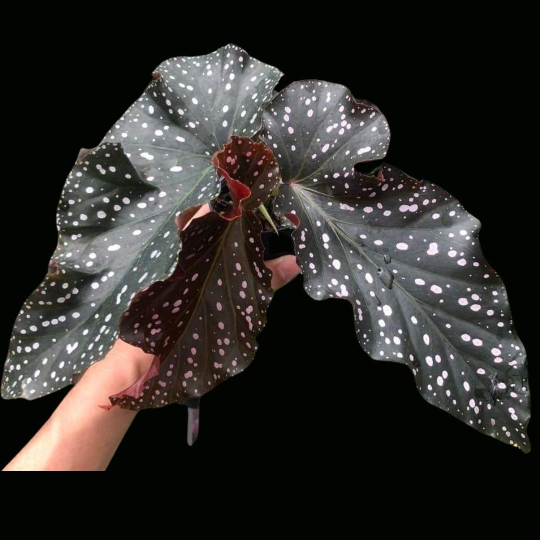 Begonia Cracklin Rosie (PRE-ORDER)-JUL040