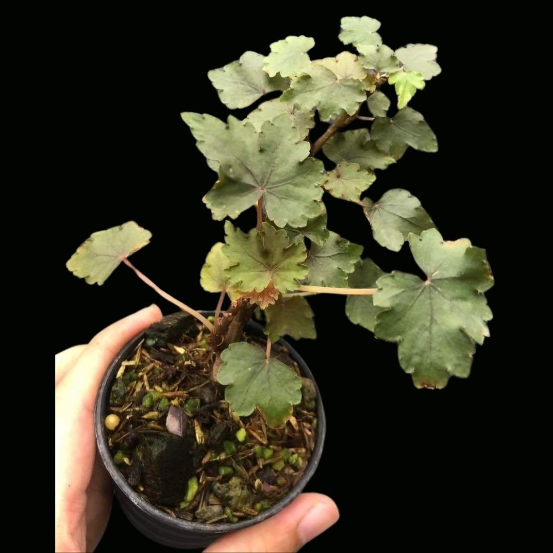 BEGONIA DREGEI (PRE-ORDER)-JUL046