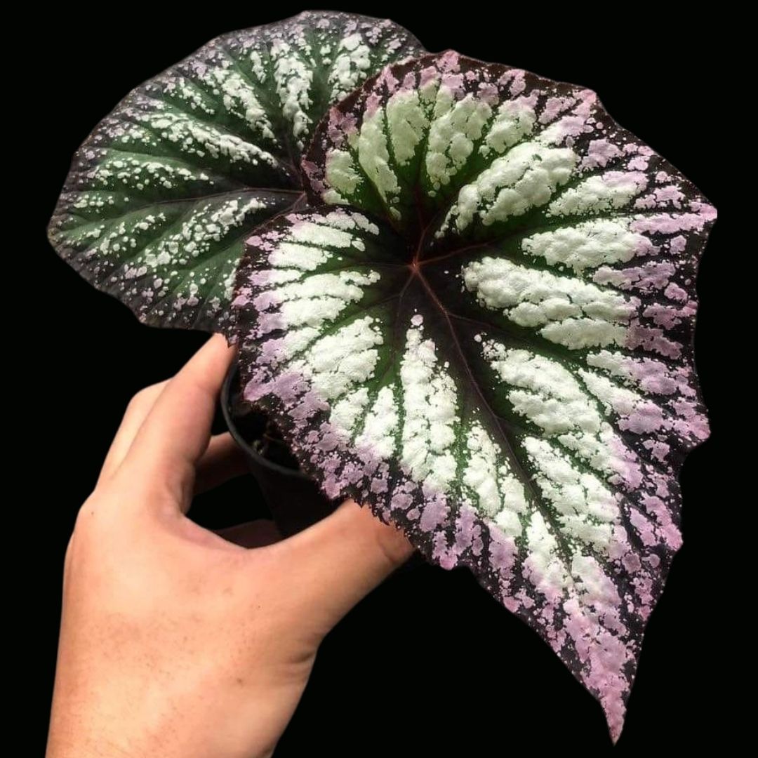 Begonia Fireworks (PRE-ORDER)-JUL052 – Fuzzy Roots