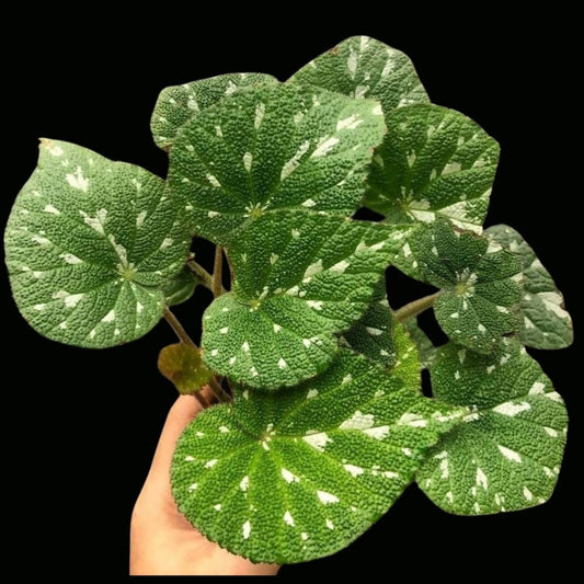 Begonia hybrid 126 (PRE-ORDER)