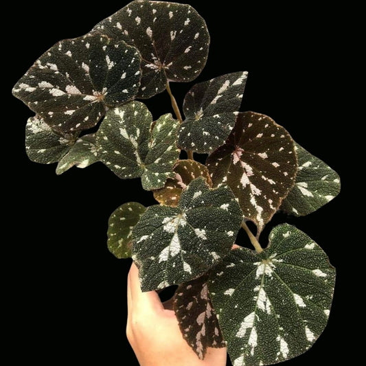 Begonia hybrid 127 (PRE-ORDER)