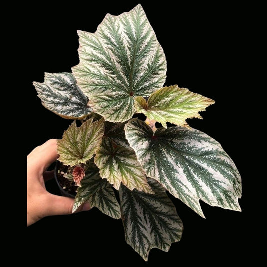Begonia Hybrid 146 (PRE-ORDER)