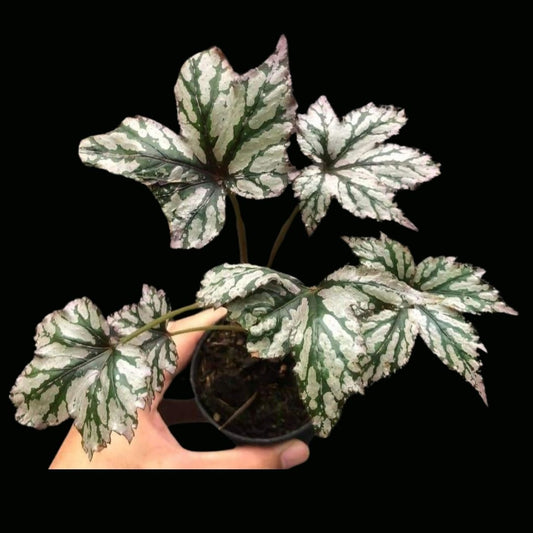 Begonia Hybrid 157 (PRE-ORDER)