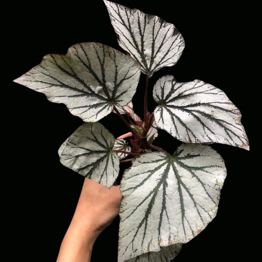 Begonia hybrid 182 (PRE-ORDER)