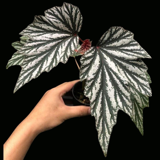 Begonia hybrid 206 (PRE-ORDER)