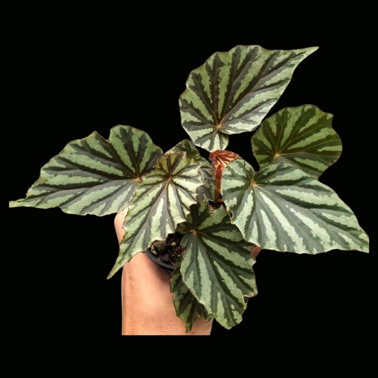 Begonia Irian Jaya (PRE-ORDER)-JUL081