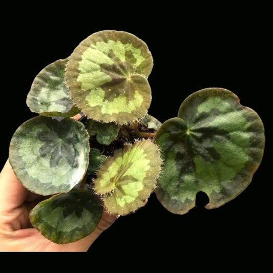 Begonia Jingxiensis Var Mashanica (PRE-ORDER)-JUL083