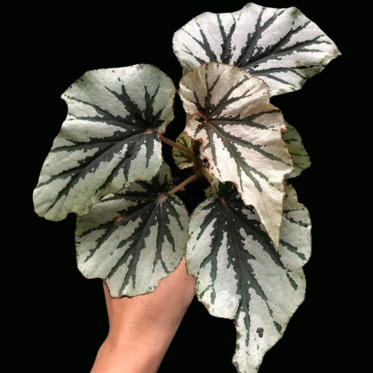 Begonia Looking Glass (PRE-ORDER)-JUL093