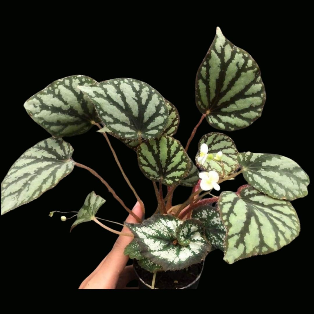 Begonia Luzonesis x China curl(PRE-ORDER)
