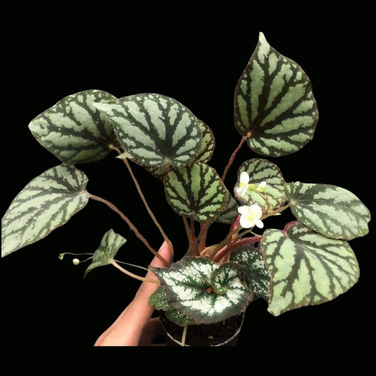 Begonia Luzonesis x China curl(PRE-ORDER)