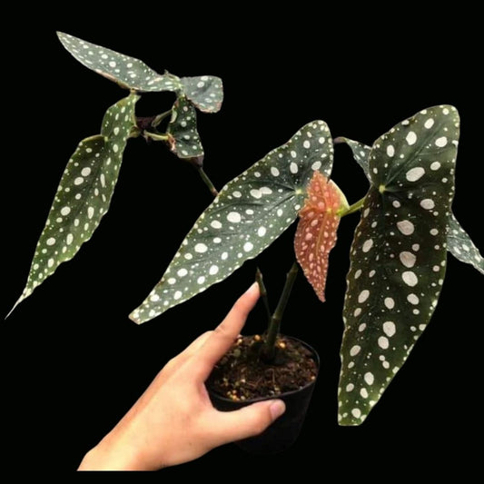 Begonia Maculata ‘wightii’ (PRE-ORDER)-JUL097