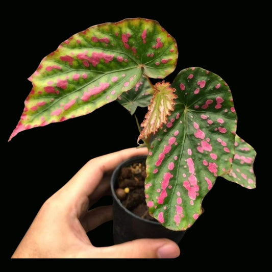 Begonia Negrosensis Sp. (PRE-ORDER)-JUL106