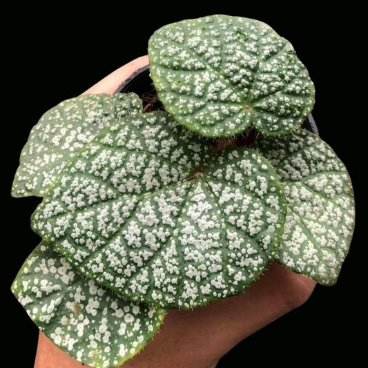 Begonia Ningmingensis White Hybrid (PRE-ORDER)