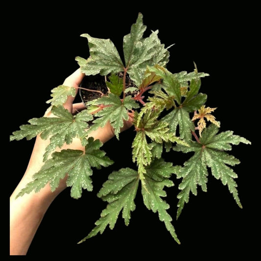 Begonia Polliloensis x Rajah (PRE-ORDER)-JUL116