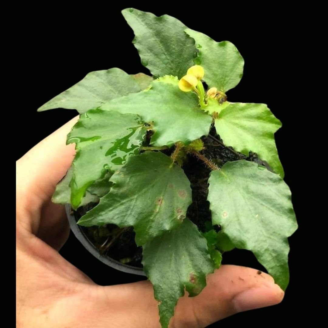 Begonia Prismatocarpa (PRE-ORDER)-JUL118