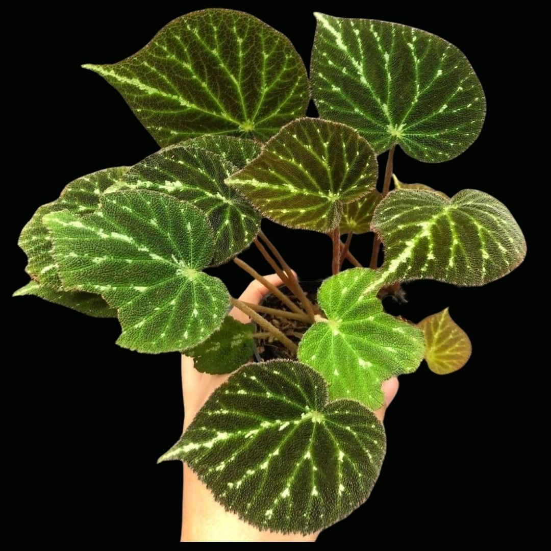 Begonia Pustulata (PRE-ORDER)-JUL120