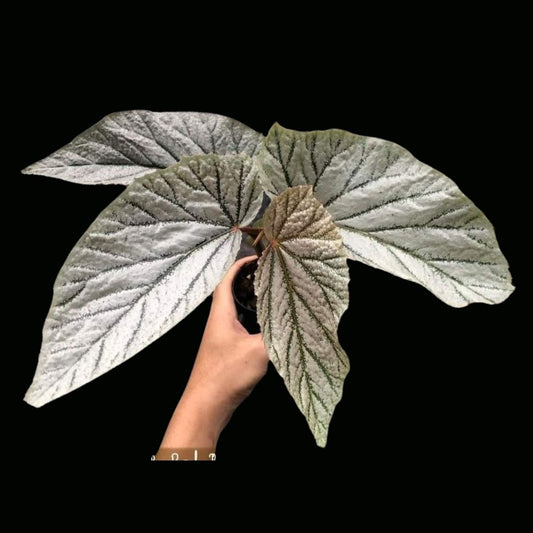 Begonia Red Berry Cream (PRE-ORDER)