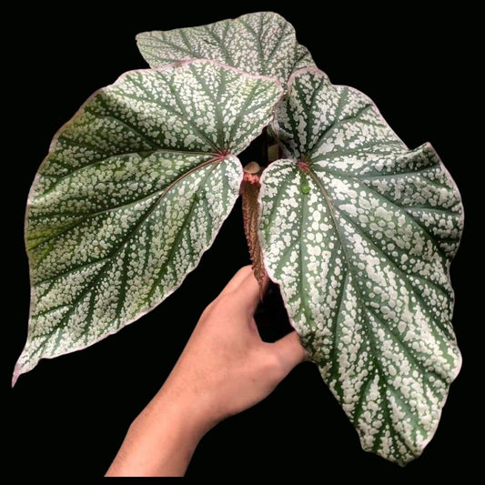 Begonia Red Berry Cream Green (PRE-ORDER)