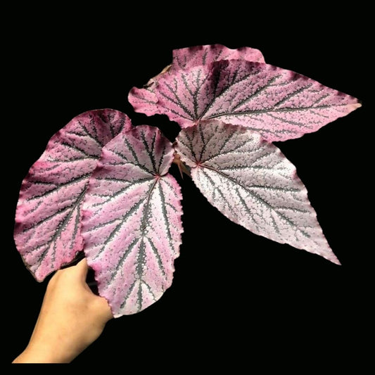 Begonia Red Berry Pink Milk (PRE-ORDER)-JUL126