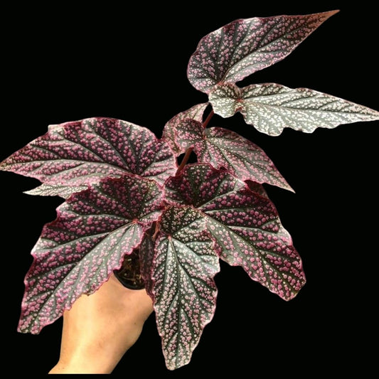 Begonia Red Berry Purple (PRE-ORDER)-JUL127