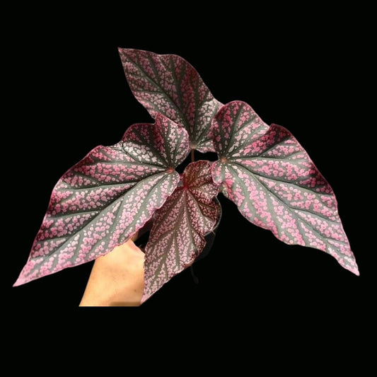 Begonia Red Berry Red 'Big Leaf' (PRE-ORDER)-JUL128